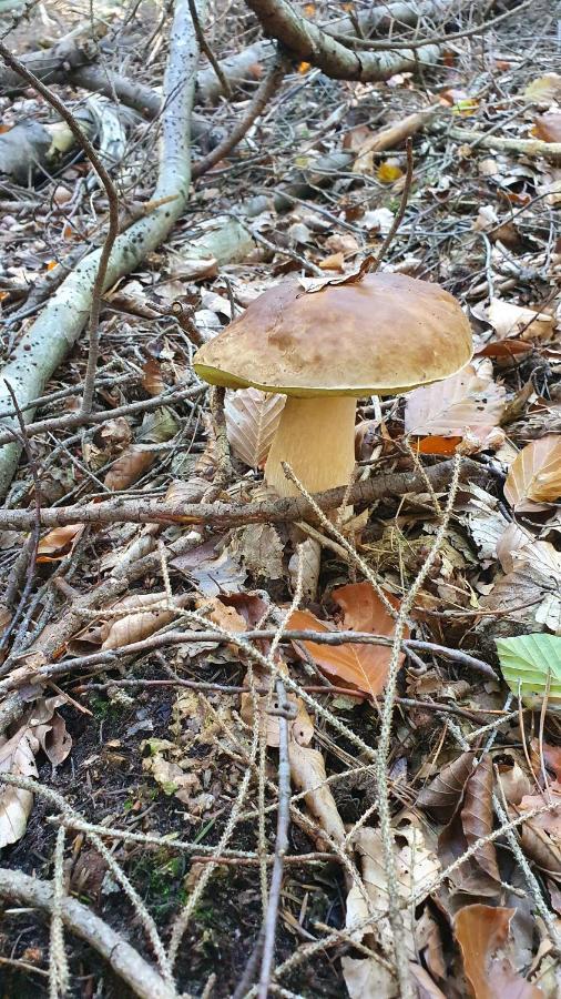 Hotel Pension Ernst Im Herzen Des Pfaelzerwaldes Mit Kueche Elmstein Esterno foto
